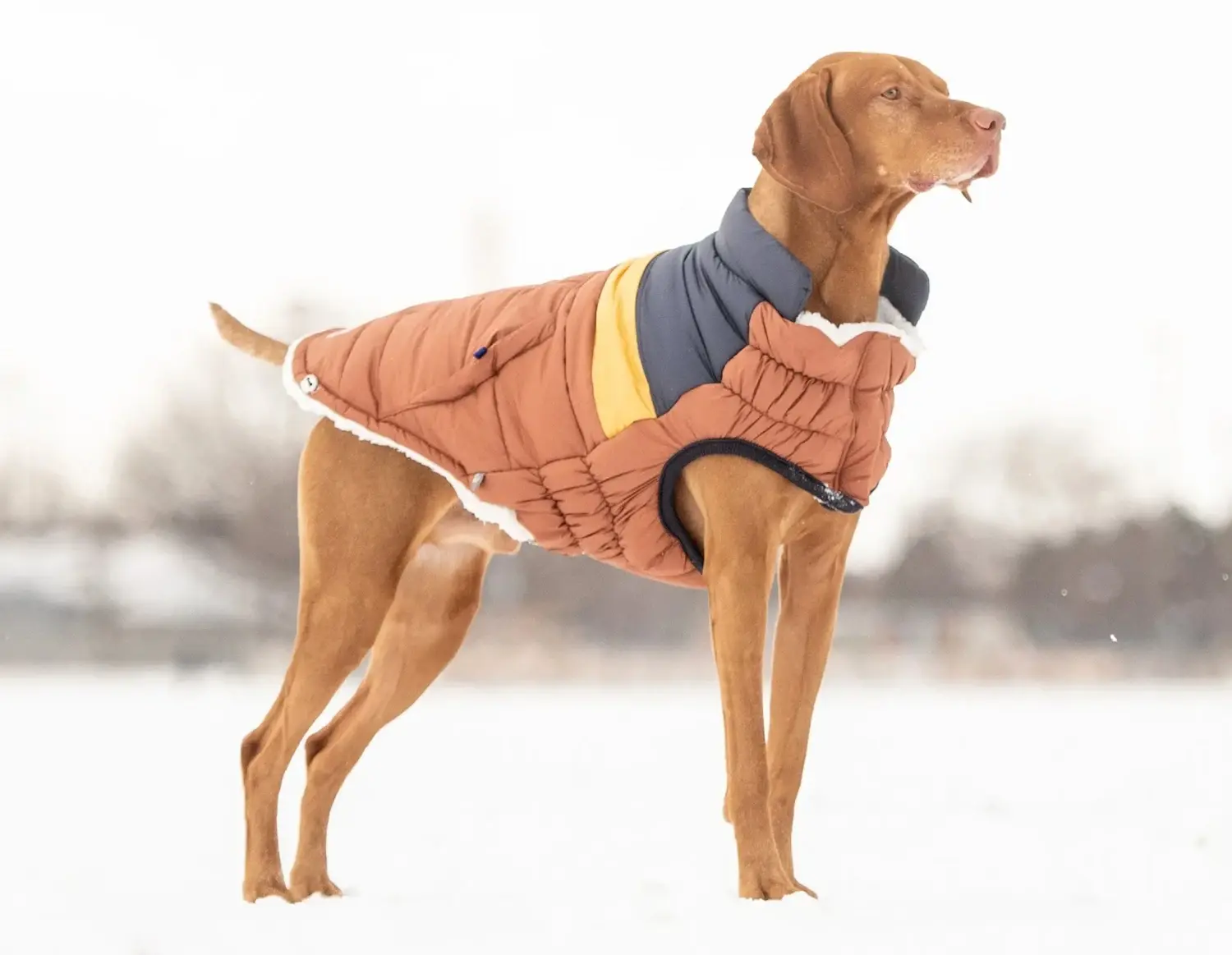 Does My Dog Need A Coat The Top Dog Coat FAQs